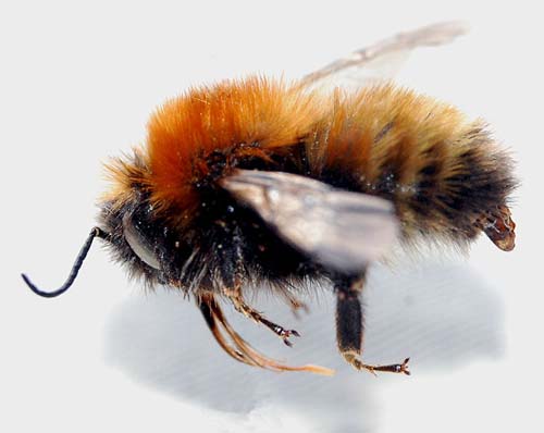 Mosshumla Bombus muscorum ssp liepeterseni