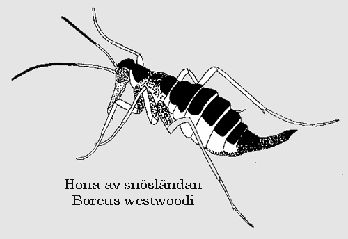 Hona av snösländan Boreus westwoodi